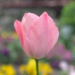 株式会社きわなみ｜リクルート【山口県宇部市_介護事業所】